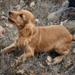Превърнете се в модерни кулинарни златотърсачи с  „Лов и дегустация на трюфели край Варна“  Превърнете се в модерни кулинарни златотърсачи с  „Лов и дегустация на трюфели край Варна“