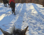 Разходка с кон в полите на Витоша от Макароон