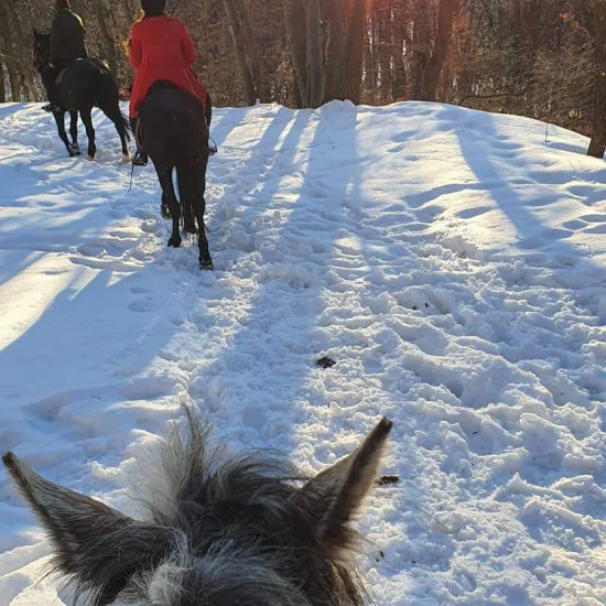 Разходка с кон в полите на Витоша от Макароон Разходка с кон в полите на Витоша от Макароон