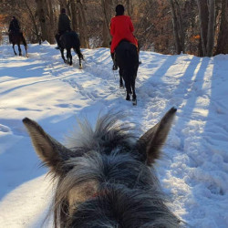 Разходка с кон до Дендрариума или Копитото Разходка с кон до Дендрариума или Копитото