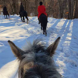 Разходка с кон до Дендрариума или Копитото Разходка с кон до Дендрариума или Копитото