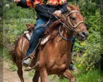 Разходка с кон в полите на Витоша от Макароон Разходка с кон в полите на Витоша от Макароон