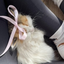 Вълшебно изживяване за двама „Йога с котенца“