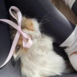 Вълшебно изживяване за двама „Йога с котенца“