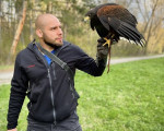 Запознайте се с хищните птици отблизо с Групово шоу с мишелов на Харис и скален орел за двама от Makaroon Запознайте се с хищните птици отблизо с Групово шоу с мишелов на Харис и скален орел за двама от Makaroon