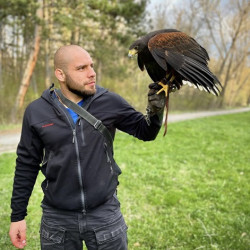 Господарите на небето: Групово шоу с мишелов на Харис и скален орел за двама