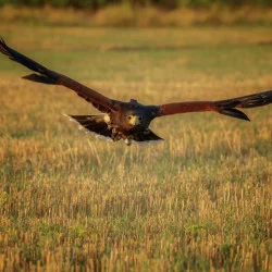 Индивидуално авиошоу с грабливи птици за един човек  Индивидуално авиошоу с грабливи птици за един човек