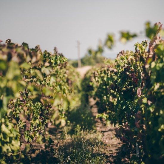 Discover the secrets of good wine with a Tour and Tasting of Reserve Wines at the Tsarev Brod Winery from Makaroon Discover the secrets of good wine with a Tour and Tasting of Reserve Wines at the Tsarev Brod Winery from Makaroon