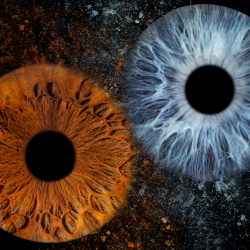 Ирисова Фотография край Бургас – заснемане на четири ириса