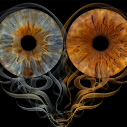 Iris Photography near Burgas – capturing three irises 