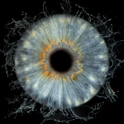 Ирисова Фотография край Бургас – заснемане на един ирис 