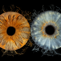 Iris Photography near Burgas – capturing three irises in a frame