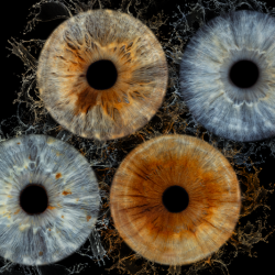 Ирисова Фотография край Бургас – заснемане на четири ириса