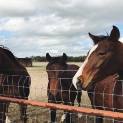 Horse riding near Pernik  for three people