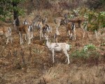 Опознайте природата отблизо с Горско сафари и наблюдение на диви животни край Ихтиман от Makaroon