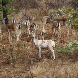 In the home of wild animals with Forest Safari near Ihtiman