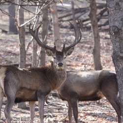 The Wild Call - safari with wildlife viewing, walk, archery and barbecue near Ihtiman